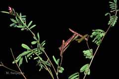 Indigofera karnatakana